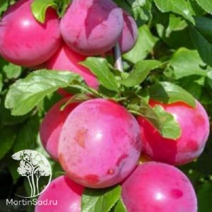 Слива русская (Алыча) Кубанская комета/ЦКор