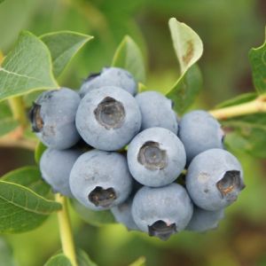 Голубика высокорослая Чентеклир/ЦКор