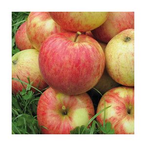 Яблоня Орлинка/подвой 54-118 полукарл/С