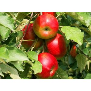 Яблоня колоновидная 7 л