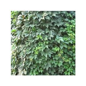 Виноград декоративный (девичий) 3,5 л