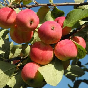 Яблоня Августа 2-х лет/подвой 54-118 полукарл/С