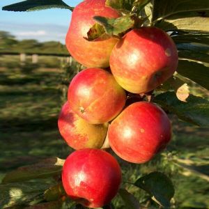 Яблоня колонновидная Баргузин/Цкор