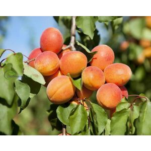 Абрикос Нью Джерси/С