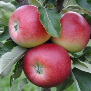 Яблоня Женева Эрли/подвой 54-118 полукарл/С