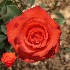 Роза чайно-гибридная Анжелика Садовита