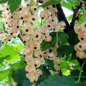 Смородина белая традиционные сорта Беляна/ЦвКор