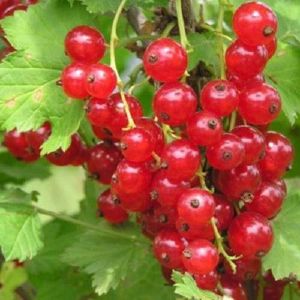 Смородина красная традиционные сорта Натали/ЦвКор