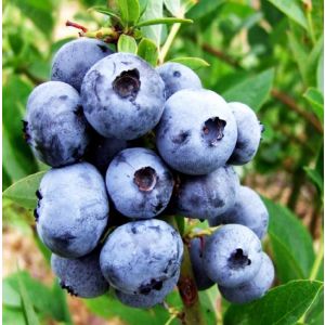 Голубика высокорослая Блюголд/ЦКор