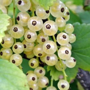 Смородина белая 3,5 л