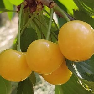 Черешня Рондо/ЦКор