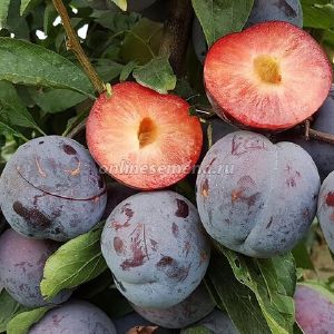 Слива пирамидальная Бербанк гигант/С