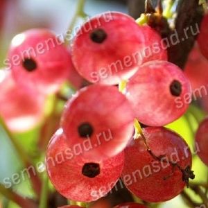 Смородина красная традиционные сорта Голландская розовая/ЦвКор