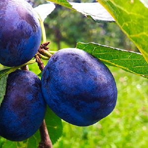 Слива Ночка/С