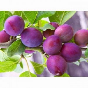 Слива русская (Алыча) пирамидальная Империал/С