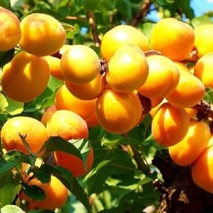 Абрикос Триумф Северный 3 л
