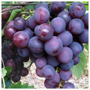 Виноград Рошфор 2 л