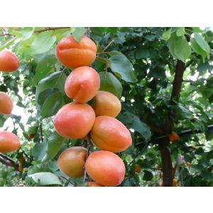 Абрикос Вондер Кот 10 л