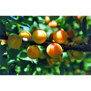 Абрикос 7л (СС)