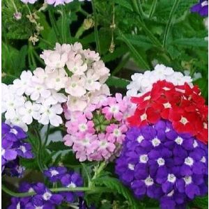 Вербена смесь, E6