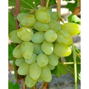 Виноград плодовый Монарх 2 л