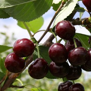 Вишня Хуторянка 2 л