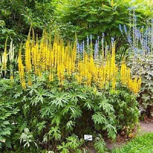 Бузульник в горшке