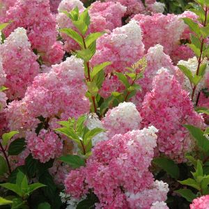 Гортензия метельчатая P2 ЛЮКС