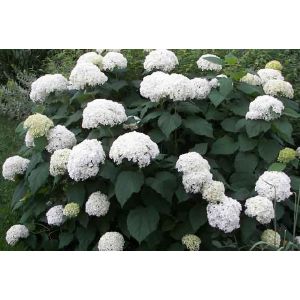 Гортензия древовидная 2 л
