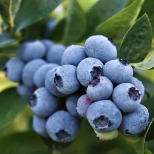 Голубика высокорослая Бригитта Блю (поздний)