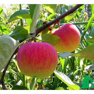 Яблоня Мельба 2 л