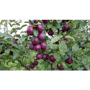 Яблоня Спартан