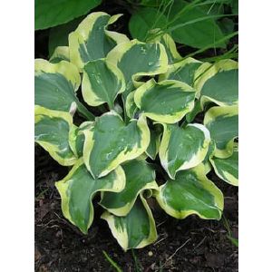 Хоста в горшке Большая в ассортименте