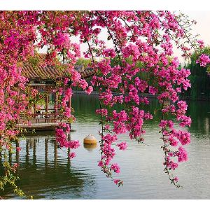 Фотообои DIVINO DECOR Цветущие ветви 300х270 см
