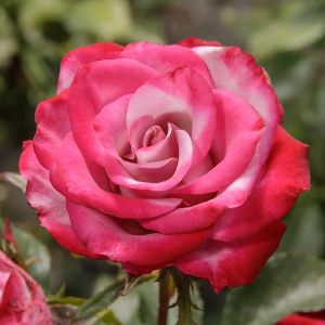 Роза чайно-гибридная Садовита Дип Перпл