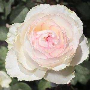 Роза чайно-гибридная Садовита Белла Вита