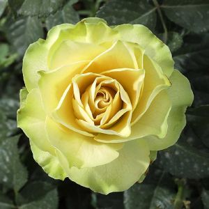 Роза чайно-гибридная Садовита Грин Фэшн