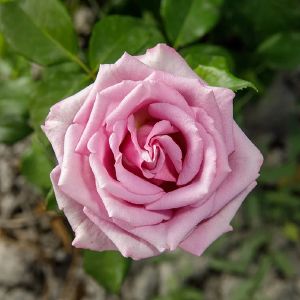 Роза чайно-гибридная Садовита Кул вотер