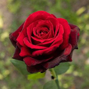 Роза чайно-гибридная Садовита Адмирал