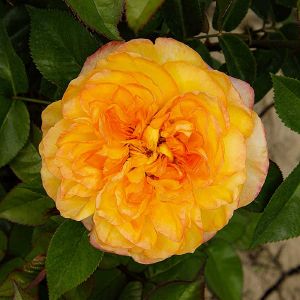 Роза чайно-гибридная Садовита Анри Дельбар