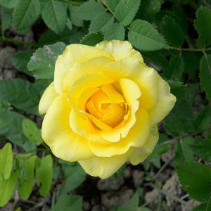 Роза чайно-гибридная Садовита Соуза