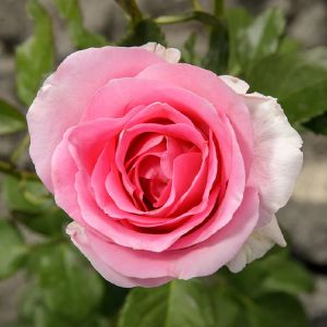 Роза чайно-гибридная Садовита Аква