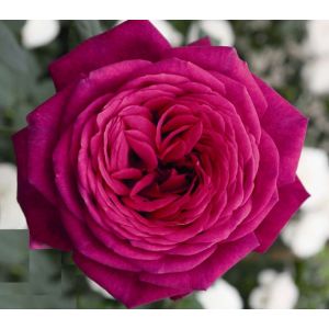 Роза чайно-гибридная Садовита Иоганн Вольфганг фон Гете