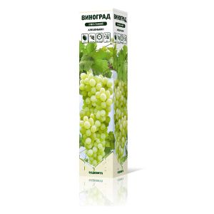 Виноград плодовый Садовита Алешенькин, очень ранний