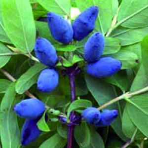 Жимолость съедобная Волхова/ЦКор