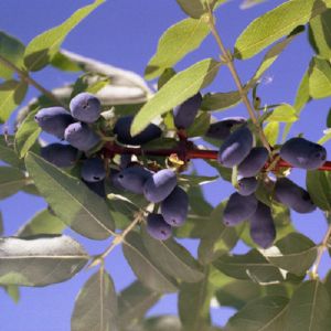 Жимолость съедобная Герда/ЦКор