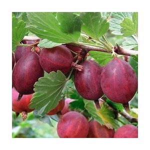 Крыжовник Хинонмаки Ред/ЦКор