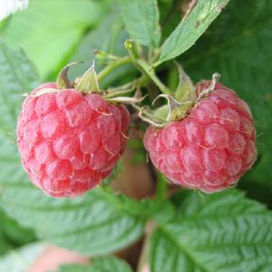 Малина традиционные сорта Метеор/ЦКор