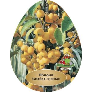 Яблоня Китайка золотая ранняя/ЦКор