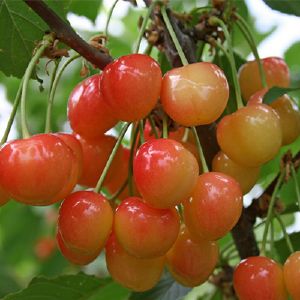 Черешня Брянская розовая/ЦКор